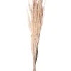 Hvide Yanagi Grene 110 cm, 200gr