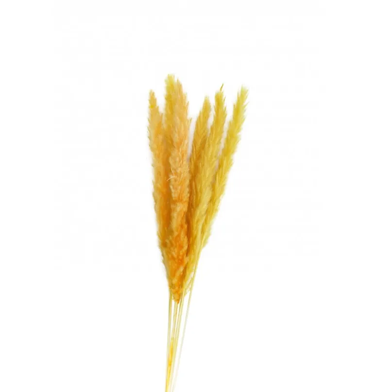 Tørret Gule Pampasblomster 65-75 cm, 6 stk.