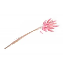 Tørret Lyserøde Lagurus 50-60 cm, 25 stk.